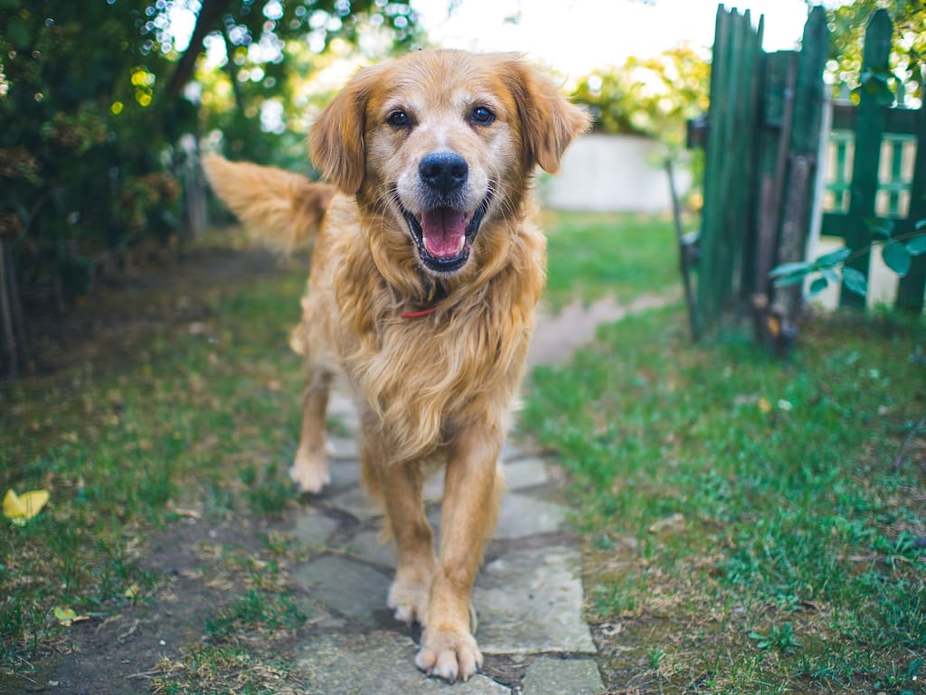 dog standing in a garden