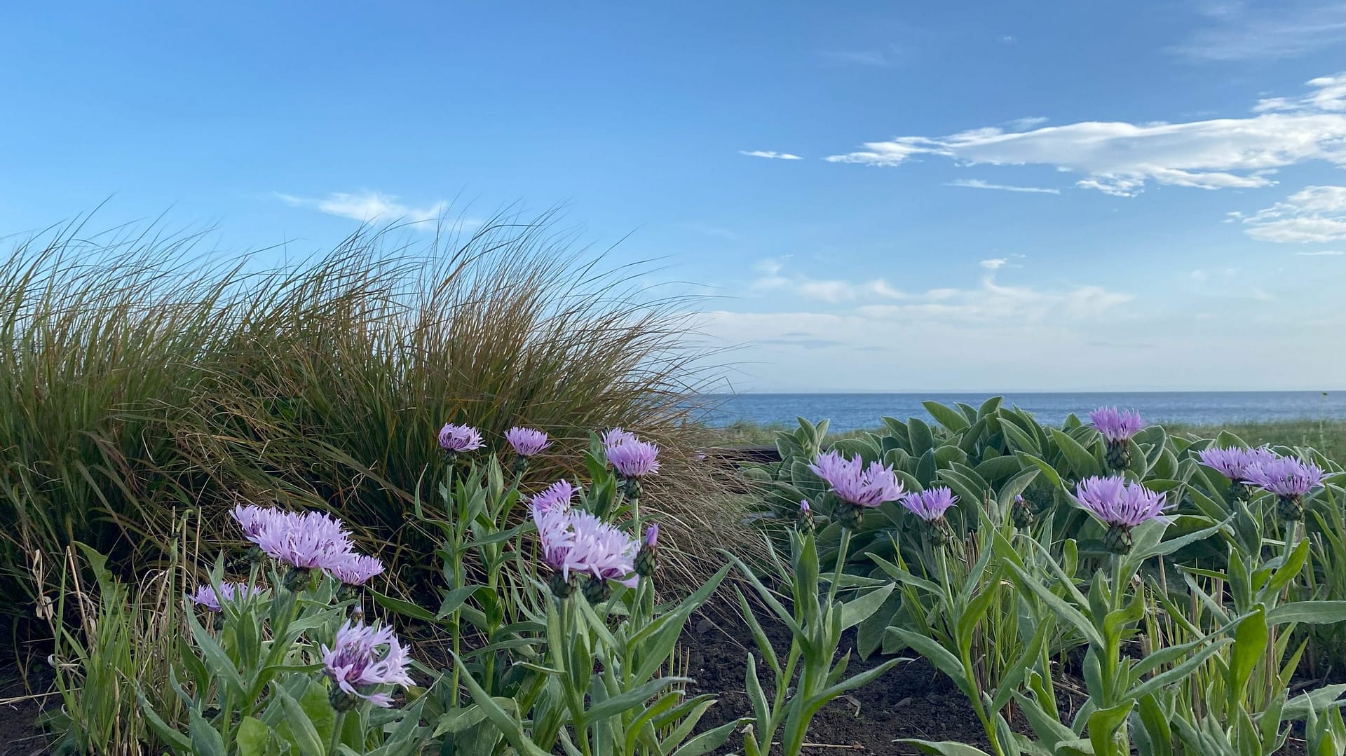 Lilac thistles and grasses in front of the sea and blue sky.