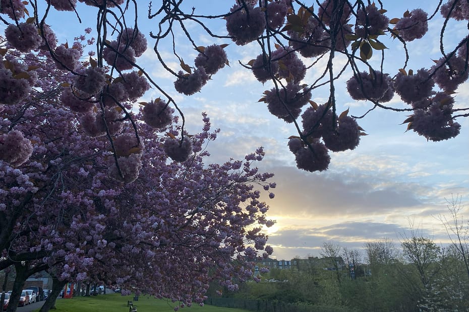 Cherry Blossom trees in the dawn
