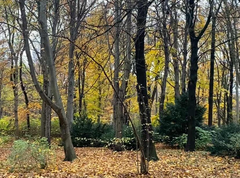 Autumn in woodland